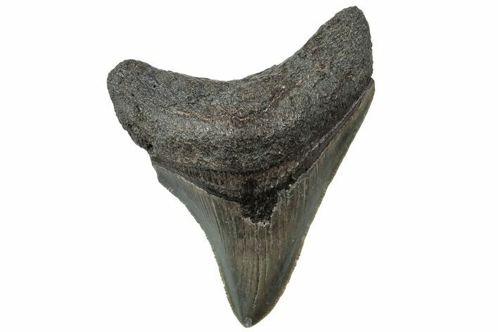 Serrated, Juvenile Megalodon Tooth - South Carolina #310480